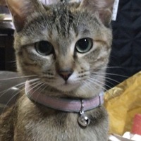 リン