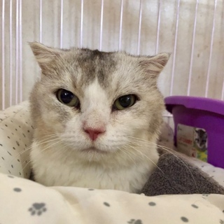 スコ、長毛のマリオちゃんを家族に！