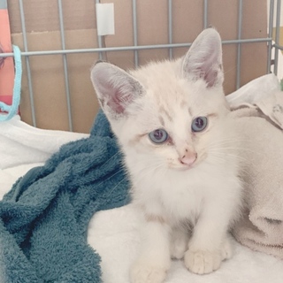 生後一ヶ月 白猫くん