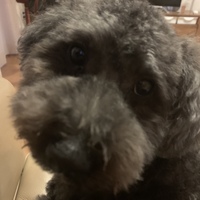 でん