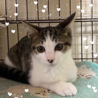 べたにゃんこ♪なおきくん