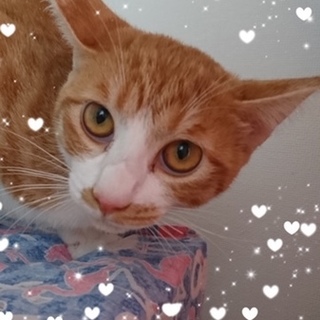 シャイな♪茶々ちゃん