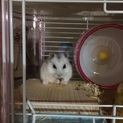 代理 里親募集