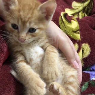 生後3週間の仔猫です！