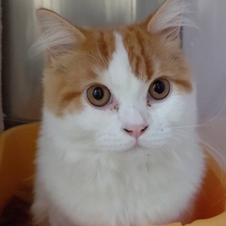 里親決定。プリンス君☆6ヶ月オス