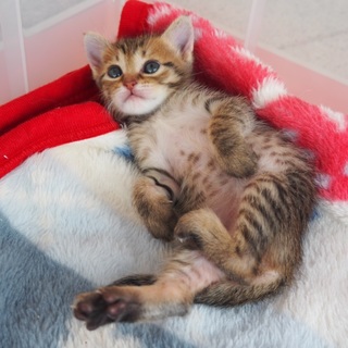 ８月末生まれの女の子