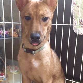 ビビリで賢い、あずきちゃんです❣️