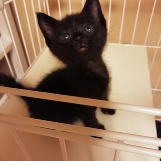 子ぐまみたいな可愛い黒猫赤ちゃん