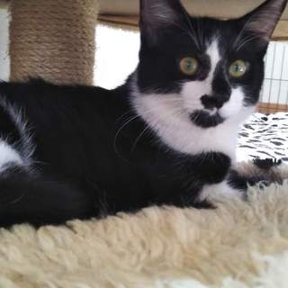 人が大大大大～好き甘えん坊のだんちゃん