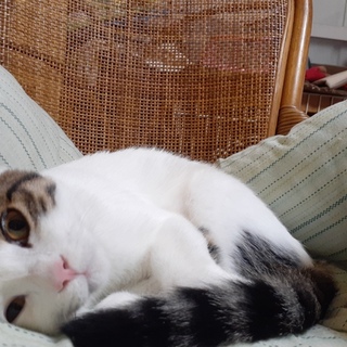 甘やかしてくれる方大募集です