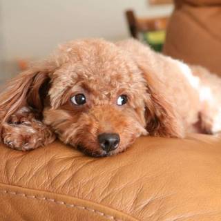 犬の心を理解できる方限定★かわいく賢いダン君