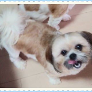 元気いっぱい！甘えん坊の「あおいちゃん」