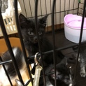 元気な7匹兄弟☆ 黒猫さん