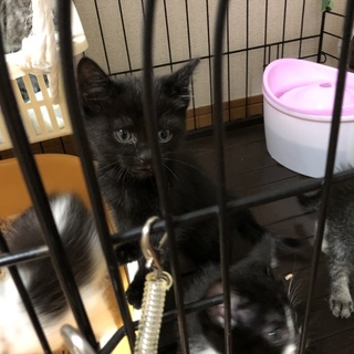 元気な7匹兄弟☆ 黒猫さん