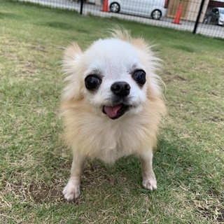 チワワのカカオ君