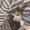 子猫里親探してます。