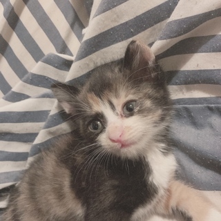 子猫里親探してます。