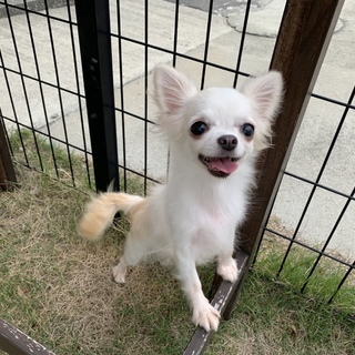 チワワのナッツちゃん