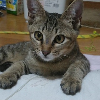 穏やかな性格の甘えっ子ペパー君