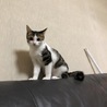 すんすん