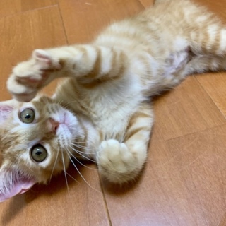 奇跡のあずきちゃん