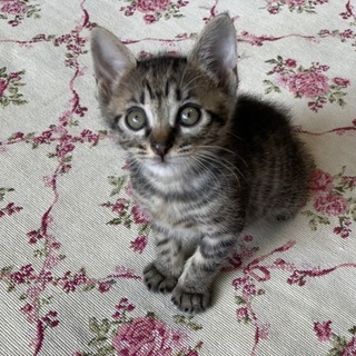 綺麗なキジの美人さん