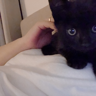 薄らブラックスモーカー柄の黒猫君