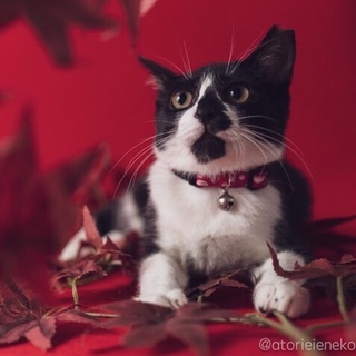 【里親さま決定！】ゴロスリにゃんこ ギギ君♪