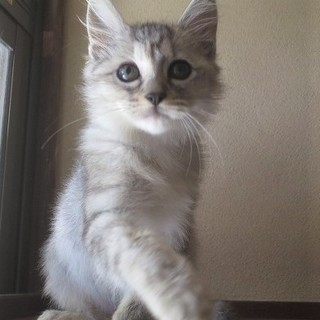 少しビビリ フワフワな銀子（ぎんこ）さん　3ヵ月