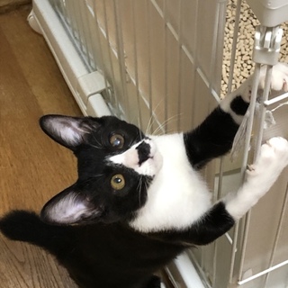 白黒♪チビチビ♪女の子