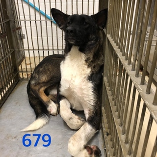 緑地公園の子です。処分されます。。