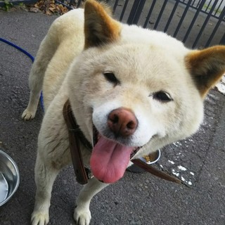 癒し系の女の子、豆ちゃん