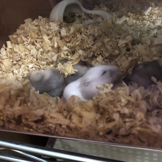 かわいい赤ちゃん生まれました♡