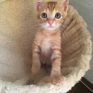 甘えん坊の茶トラ君です