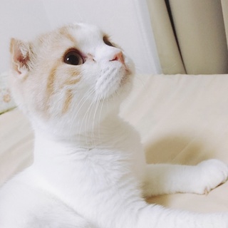 【10/14神保町】スコティッシュのステラくん