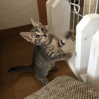 とても人懐っこい女の子です