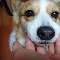 てまり