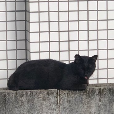 マンションの近くで寝てる黒猫ちゃん！可愛くて写真撮っちゃいました