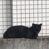 マンションの近くで寝てる黒猫ちゃん！可愛くて写真撮っちゃいました