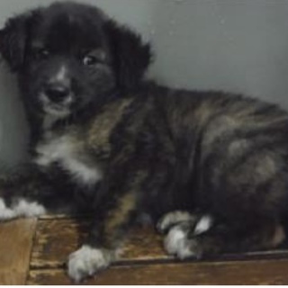 里親様を待っています。子犬♂黒茶白220