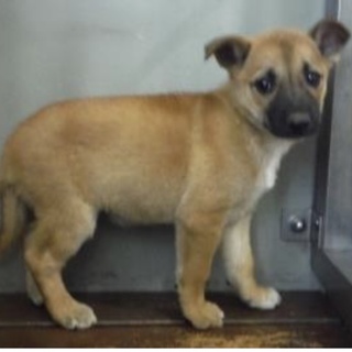 里親様を待っています。子犬♀茶221