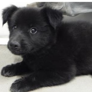 里親様を待っています。子犬白茶222