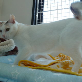 ナデナデを催促して甘えるパステル三毛☆