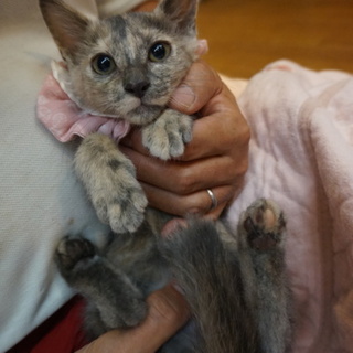 超・人なれみかげちゃん、医療・しつけ済