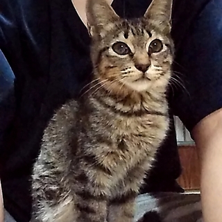 募集一時停止おしゃべりな甘えん坊のりんごちゃん