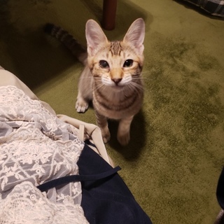 おもちゃ大好きリオちゃん