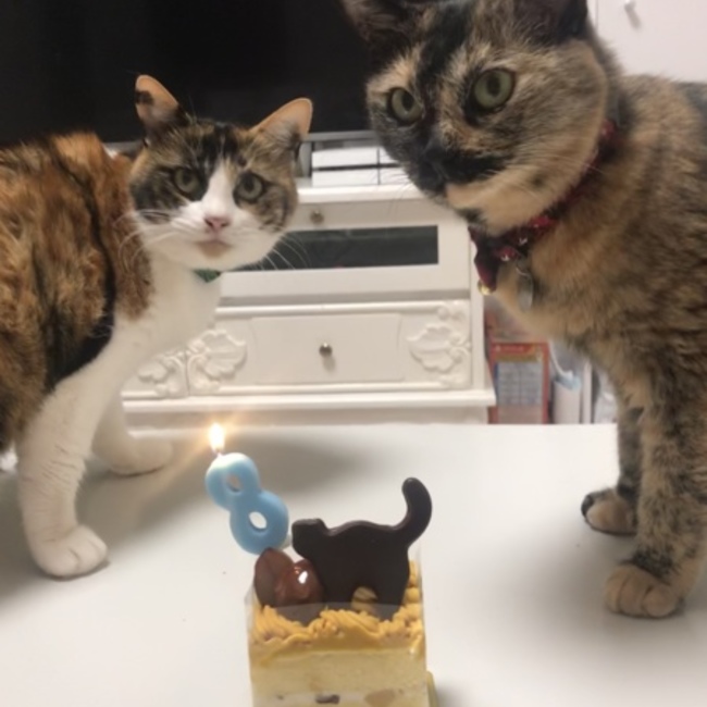 まこまこ1209のカバー写真