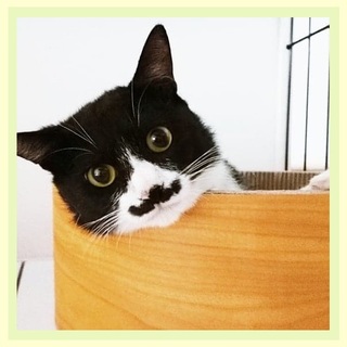 【10/14譲渡会】懐っこいこちゃっぷ