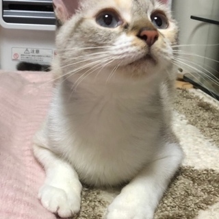 抱っこ大好きシャムMixちゃん