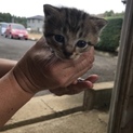 子猫2匹里親募集